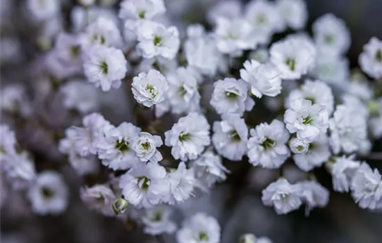Gypsophila paniculata 'Perfecta'