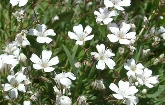 Gypsophila repens