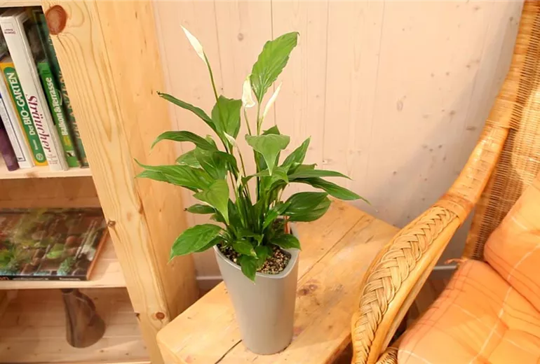 Einblatt - Einpflanzen in ein Gefäss (1)