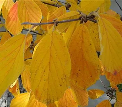 Hamamelis intermedia (x) 'Arnold Promise'