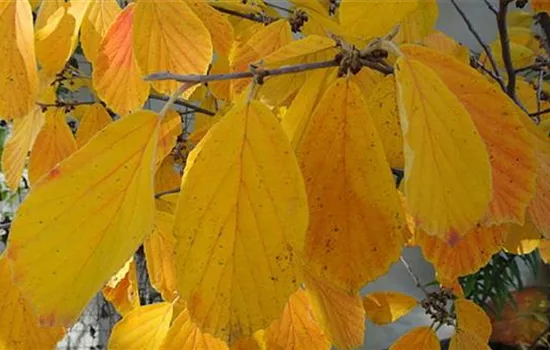 Hamamelis intermedia (x) 'Arnold Promise'