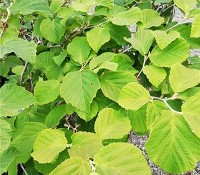 Hamamelis intermedia (x) 'Diane'