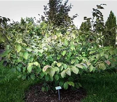 Hamamelis intermedia (x) 'Feuerzauber'