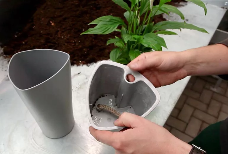 Einblatt - Einpflanzen in ein Gefäss (2)