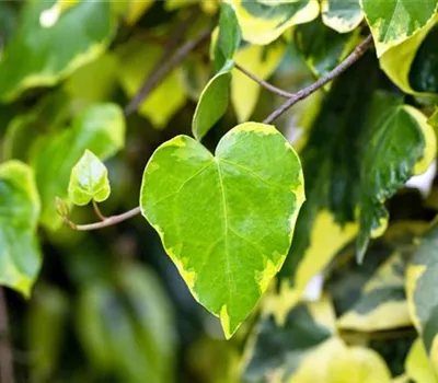 Hedera colchica 'Dentata Variegata'