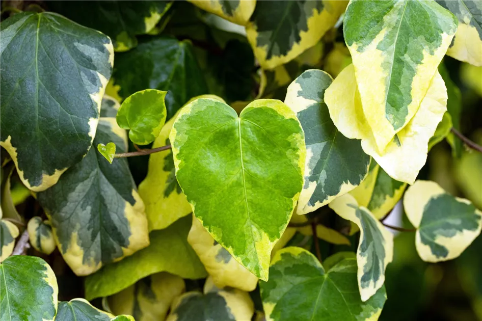 Hedera colchica 'Dentata Variegata'