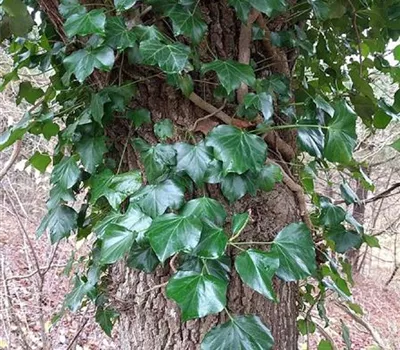 Hedera helix Hedera helix