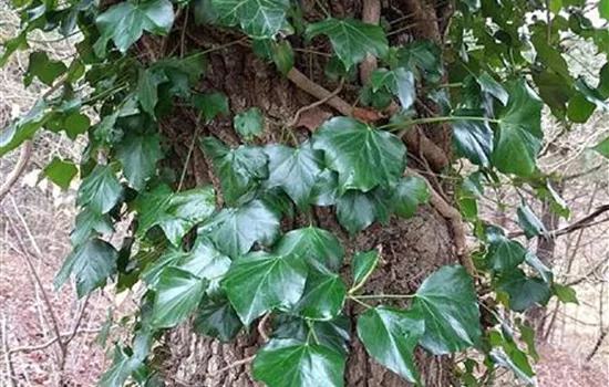 Hedera helix