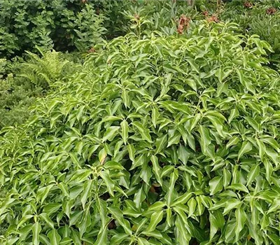 Hedera helix 'Arborescens' Hedera helix 'Arborescens'