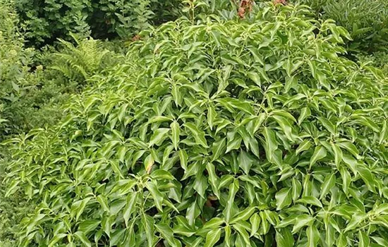 Hedera helix 'Arborescens'