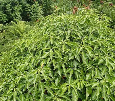 Hedera helix 'Arborescens'