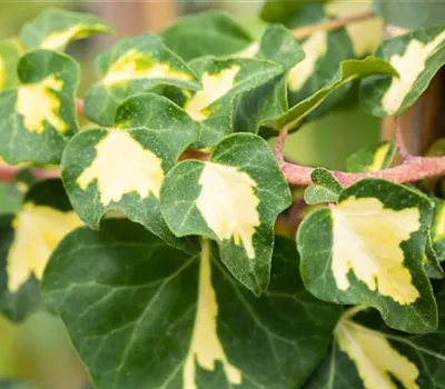 Hedera helix 'Goldheart' Hedera helix 'Goldheart'