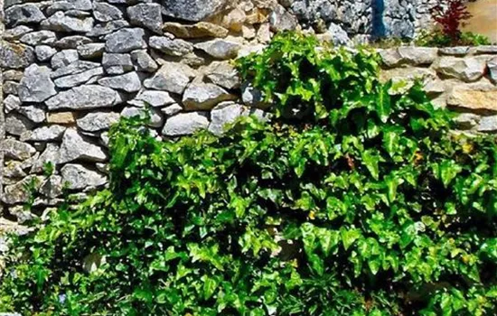 Hedera hibernica