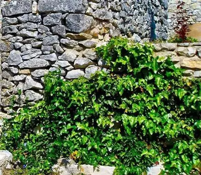 Hedera hibernica