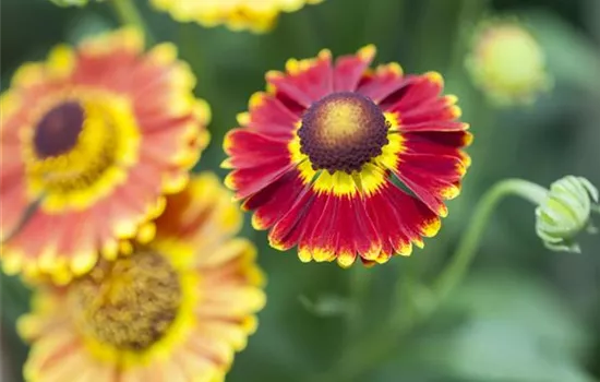 Helenium 'Fuego'