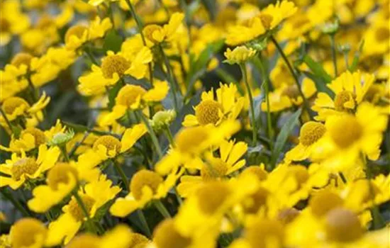 Helenium 'Sombrero'