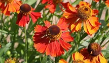 Sonnenbraut