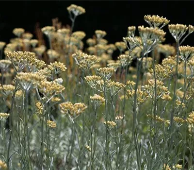 Helichrysum italicum