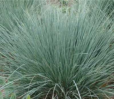 Helictotrichon sempervirens