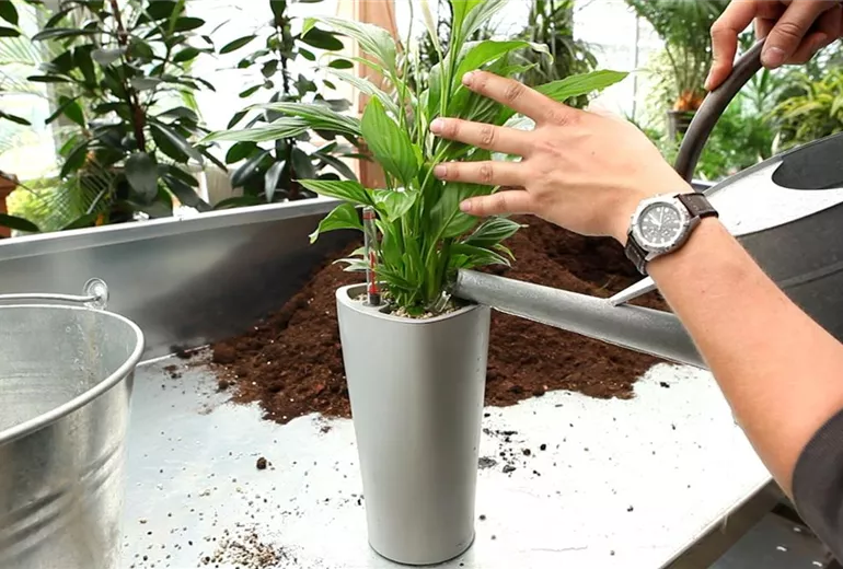 Einblatt - Einpflanzen in ein Gefäss (6)