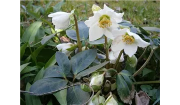 Christrose