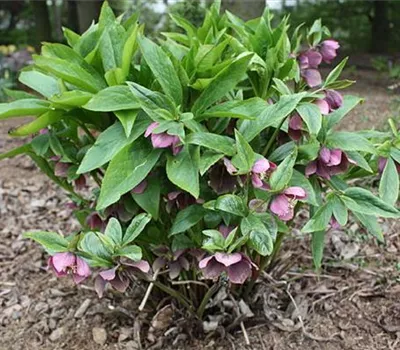 Helleborus orientalis Sorten