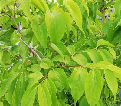 Heptacodium miconioides