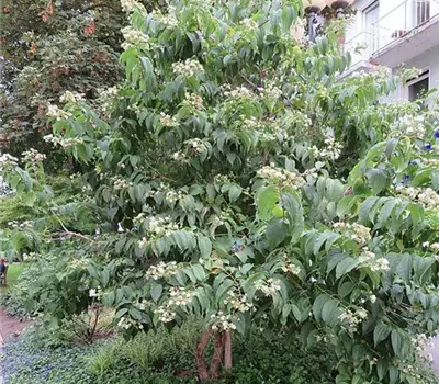 Heptacodium miconioides