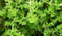 Kahles Bruchkraut