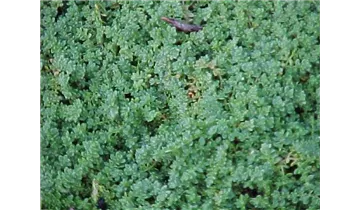 Kahles Bruchkraut