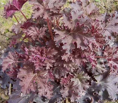 Heuchera micrantha 'Palace Purple'