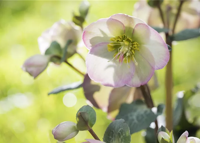 Fleur primeur - zarte Frühlingsgrüsse aus dem Blumengarten