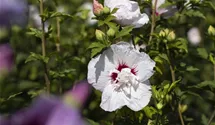 Hibiscus, Eibisch