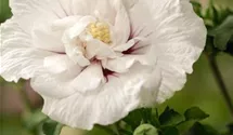 Hibiscus, Eibisch