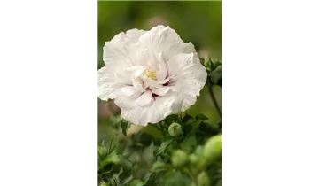 Hibiscus, Eibisch