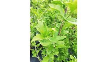 Hibiscus, Eibisch