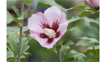 Hibiscus, Eibisch