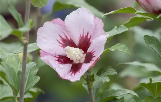 Hibiscus syriacus 'Hamabo'
