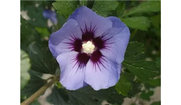 Hibiscus, Eibisch