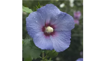 Hibiscus, Eibisch