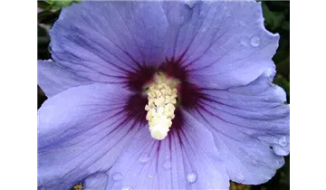 Hibiscus, Eibisch