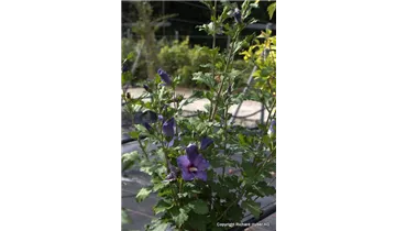 Hibiscus, Eibisch