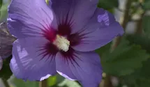 Hibiscus, Eibisch