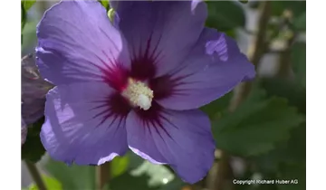 Hibiscus, Eibisch