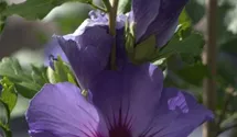Hibiscus, Eibisch