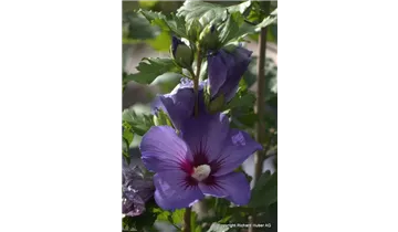 Hibiscus, Eibisch