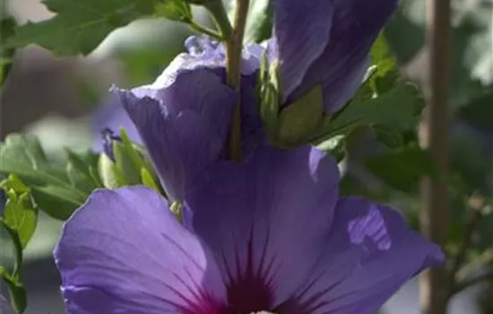Hibiscus syriacus 'Oiseau Bleu'