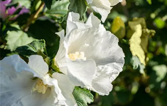 Hibiscus syriacus 'Totus Albus'