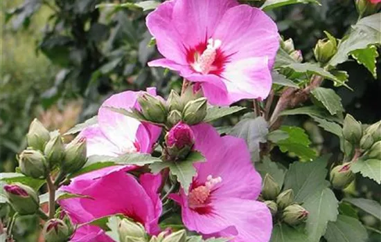 Hibiscus syriacus 'Woodbridge'