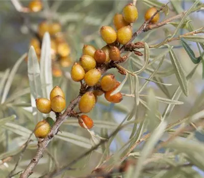Hippophae rhamnoides 'Leikora'
